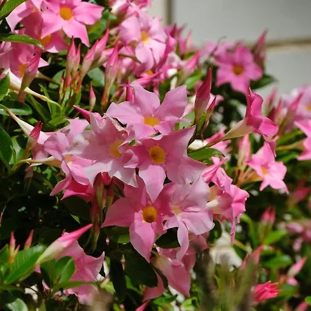 Penthouse Capodimonte * Sanremo